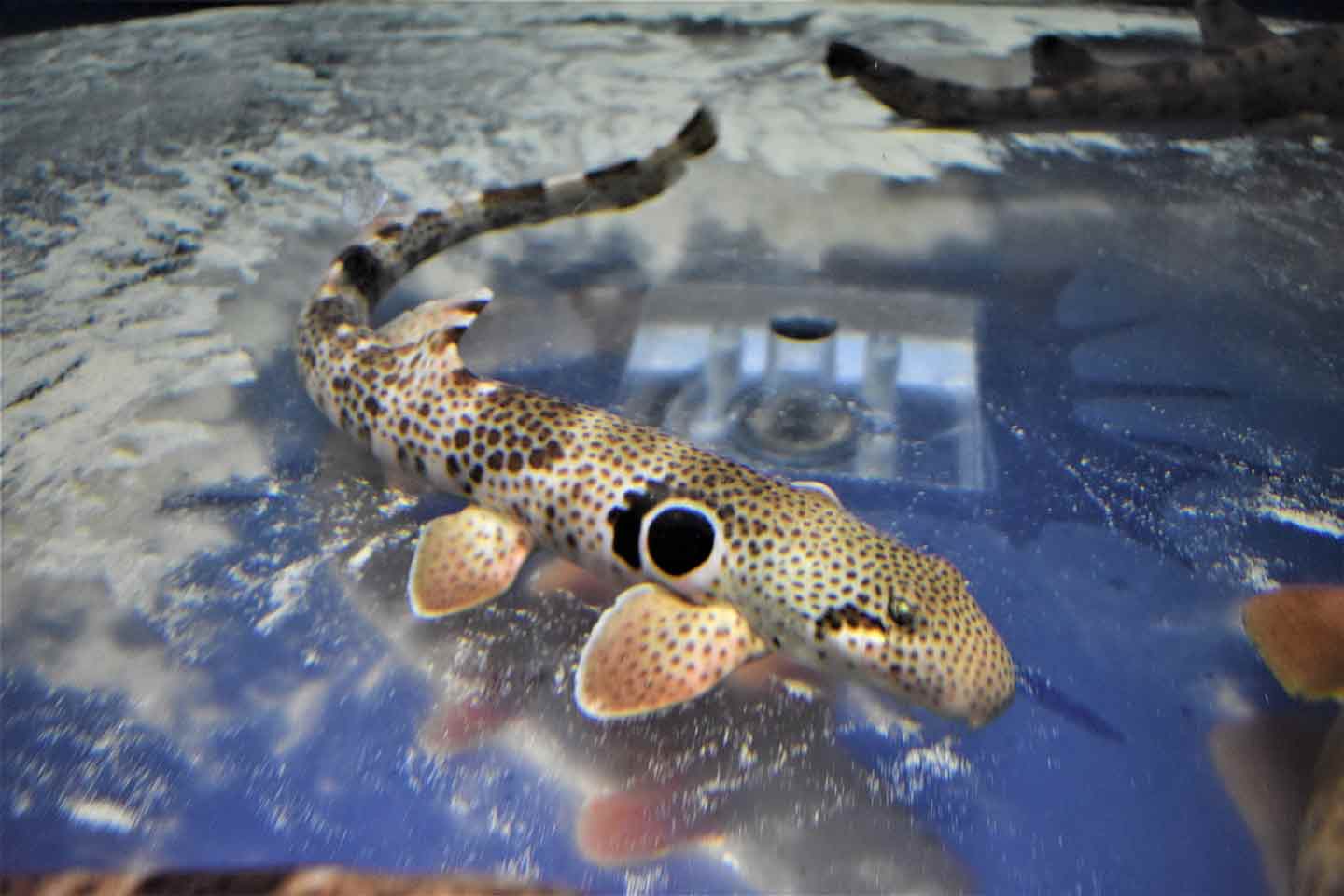 Photo of a speckled carpet fish
