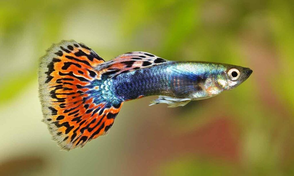 Five Aquarium Fish Best Left in the Ocean