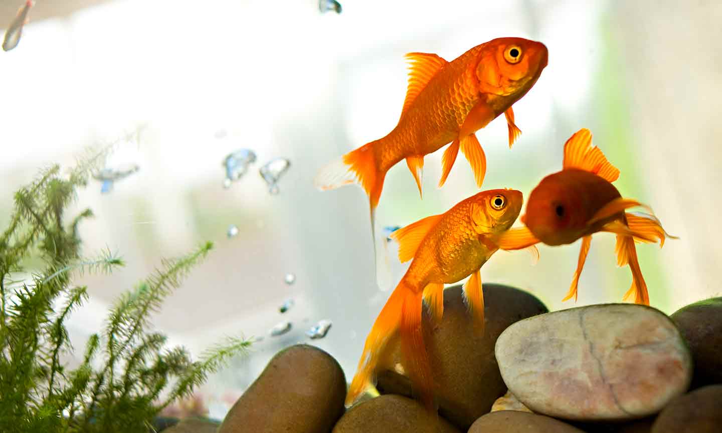 Glass Head Filled With Gold Fish Side View High-Res Stock Photo - Getty  Images