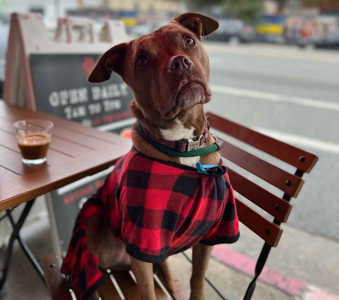 The Best DogFriendly Coffee Shops in Each State to Pet Hut!