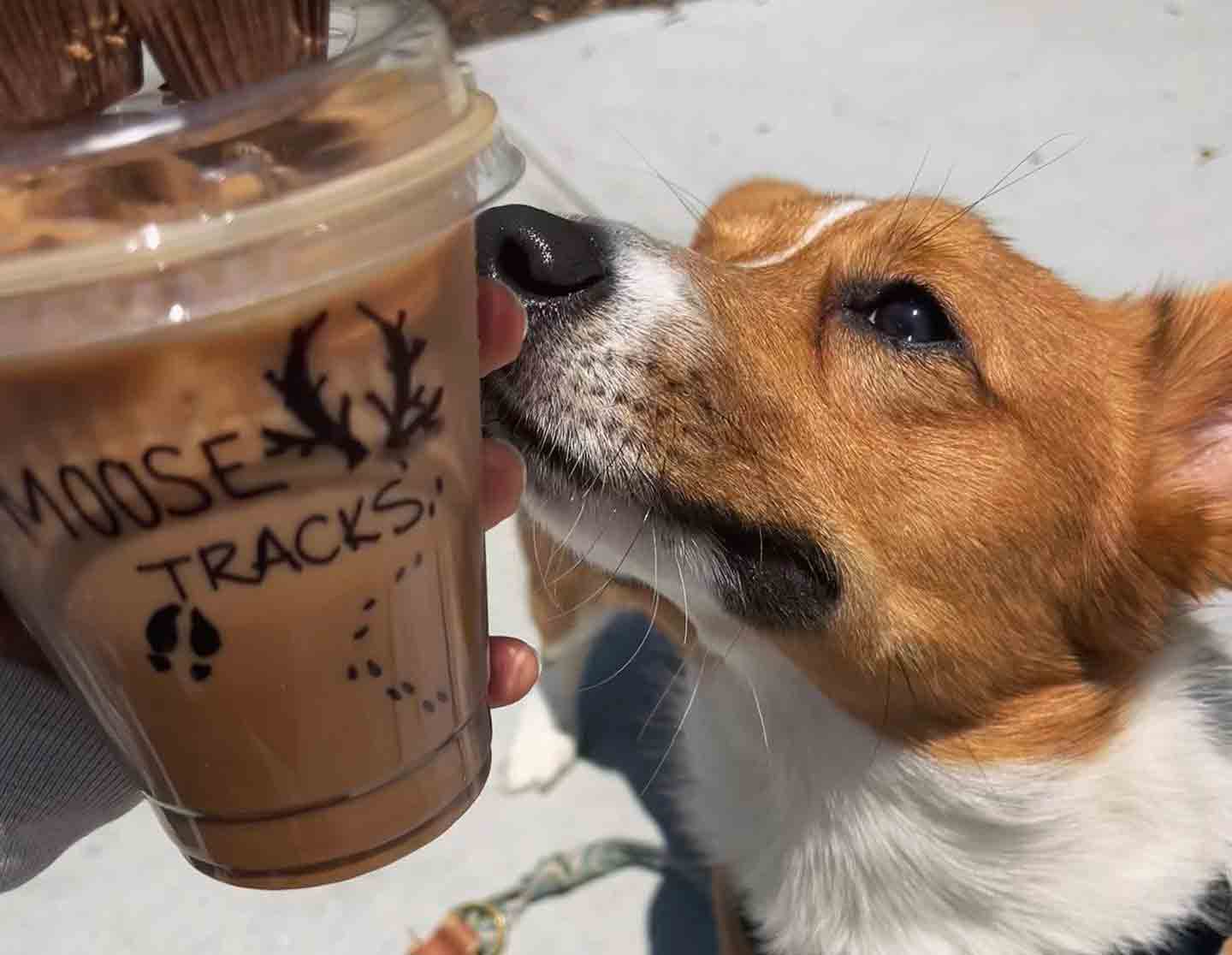 https://media-be.chewy.com/wp-content/uploads/2023/11/27120015/dog-friendly-coffee-shops-nebraska.jpg