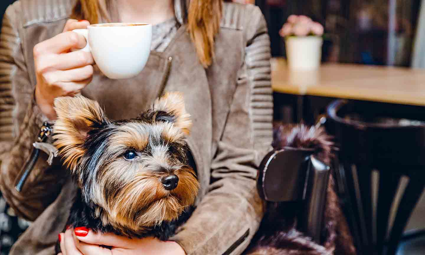 The Best Dog Friendly Coffee S In
