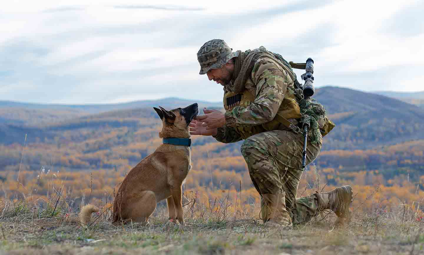 Malinois best sale dog military