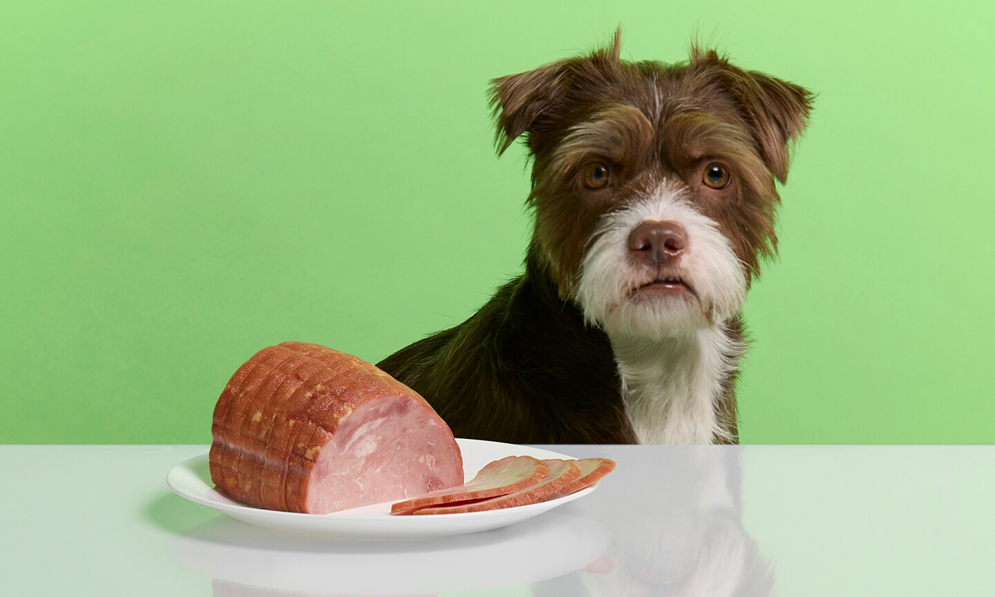 Can Dogs Eat Ham Is Ham Toxic To Dogs BeChewy
