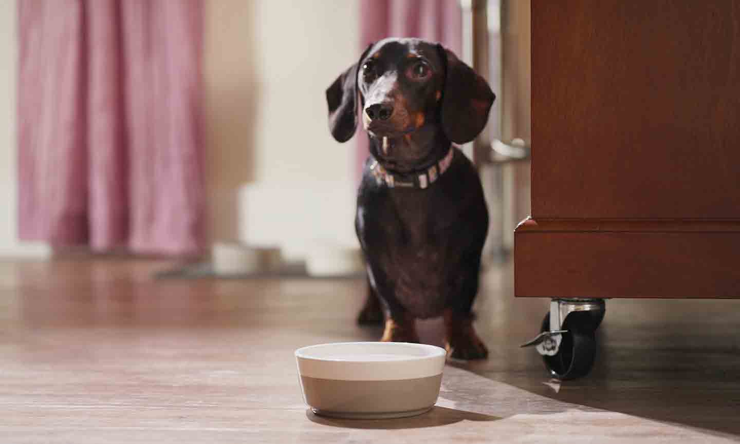Photo of a dog standing beside a dog water bowl