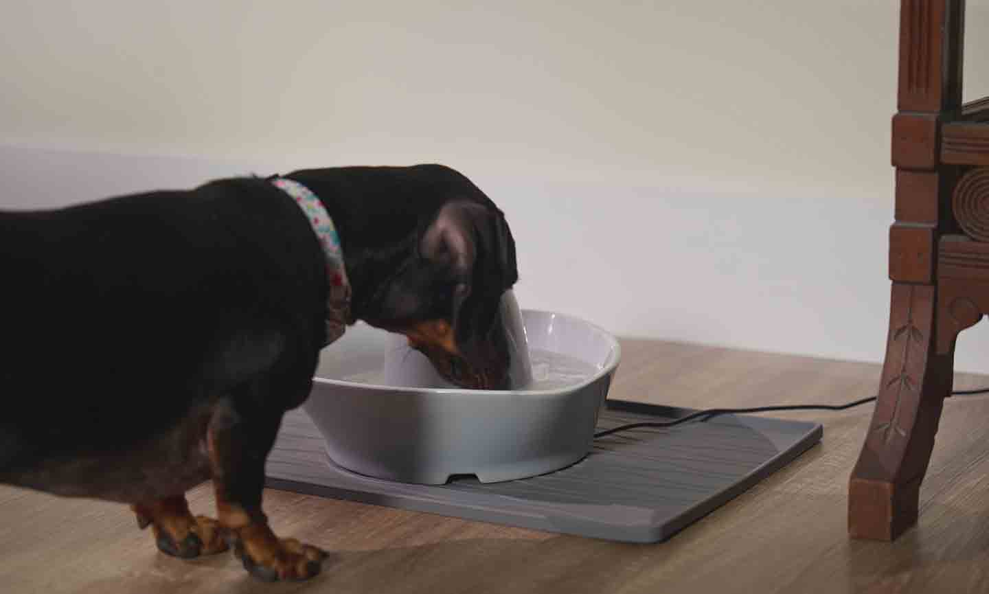 Photo of a dog drinking from a dog water fountain