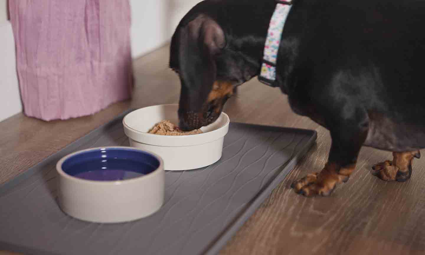 Photo of a dog eating wet food