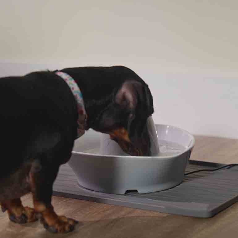 Photo of a dog drinking from a dog water fountain