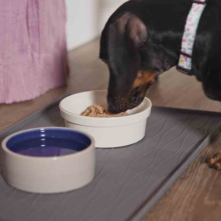 Photo of a dog eating wet food