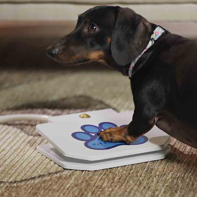 Photo of a dog stepping on a water toy