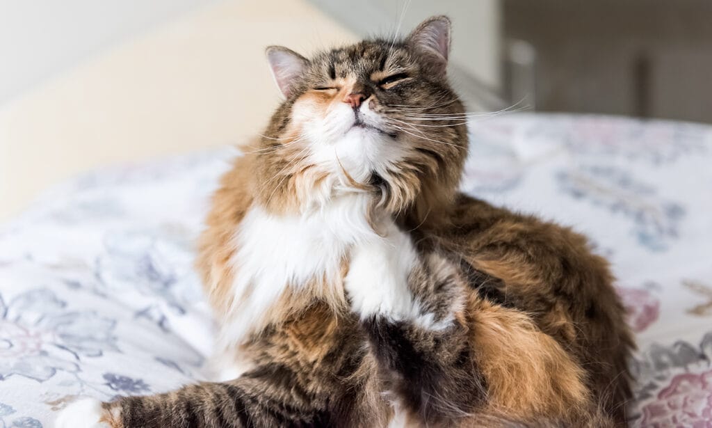 Itchy Cat? Here’s Why Your Cat’s Scratching So Much