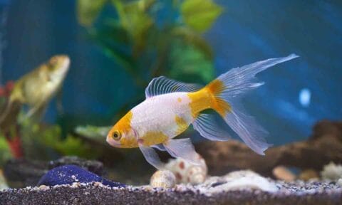 Cloudy Water in a Freshwater Fish Tank: Causes and How To Get Rid of It ...