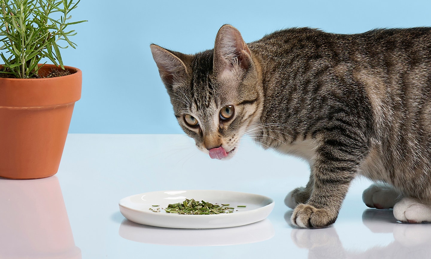 Best anti inflammatory food for cheap cats