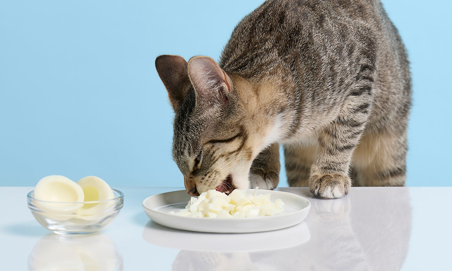 Feeding cats shop raw eggs