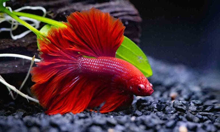 Photo of a betta fish in a tank