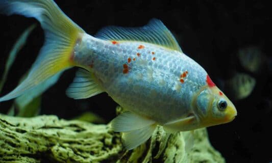 17 Best Freshwater Aquarium Fish. Fish are friends, and maybe your