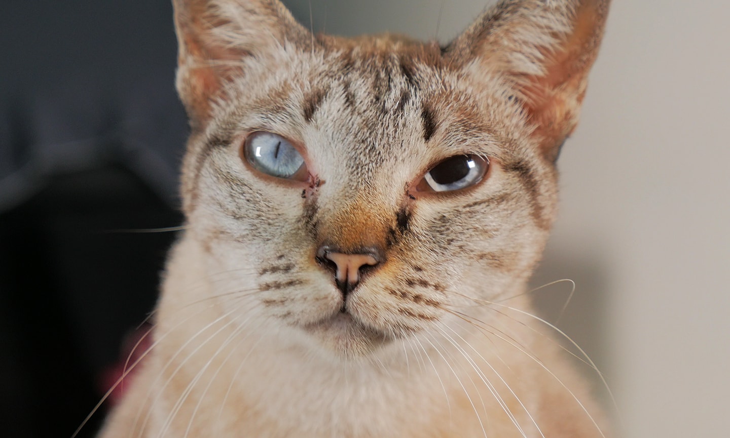 Anisocoria in Cats: When Cat Pupils Are Different Sizes