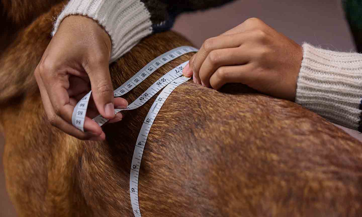 Photo of a man measuring a dog's chest