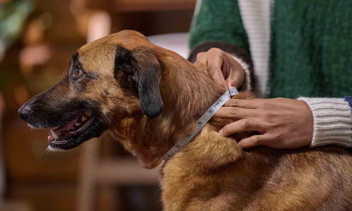 Photo of a man measuring a dog's neck
