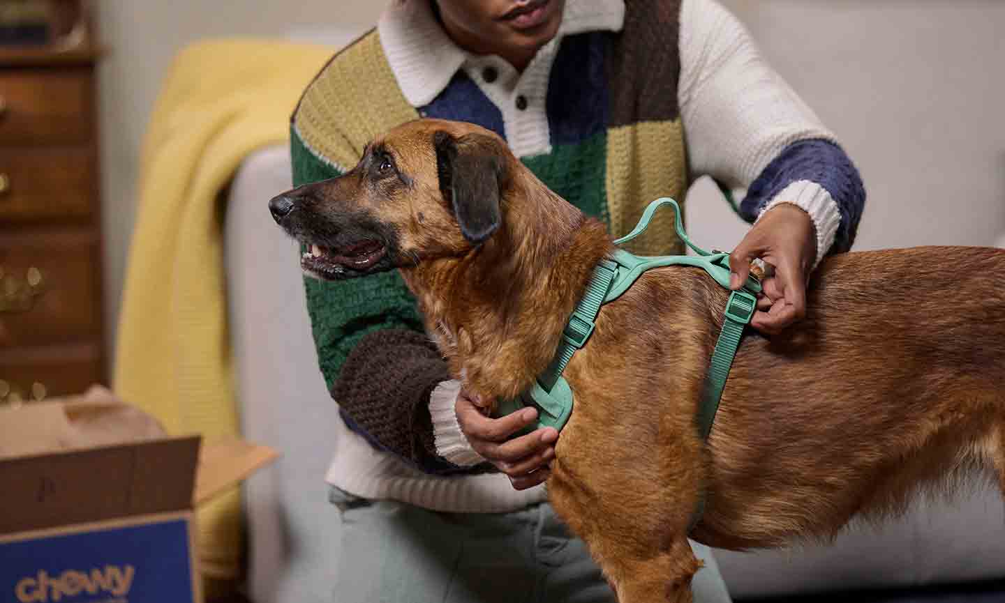 Photo of a man putting a harness on a dog