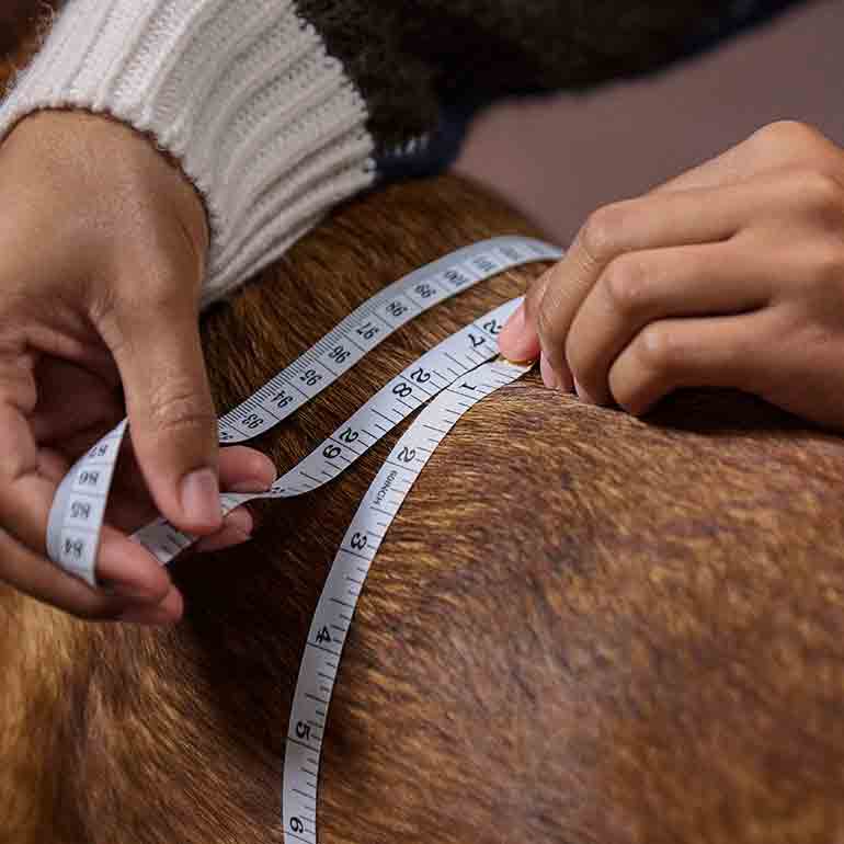 Photo of a man measuring a dog's chest