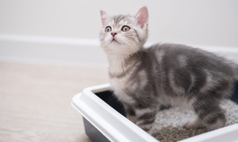 constipated kitten: kitten standing inside litter box