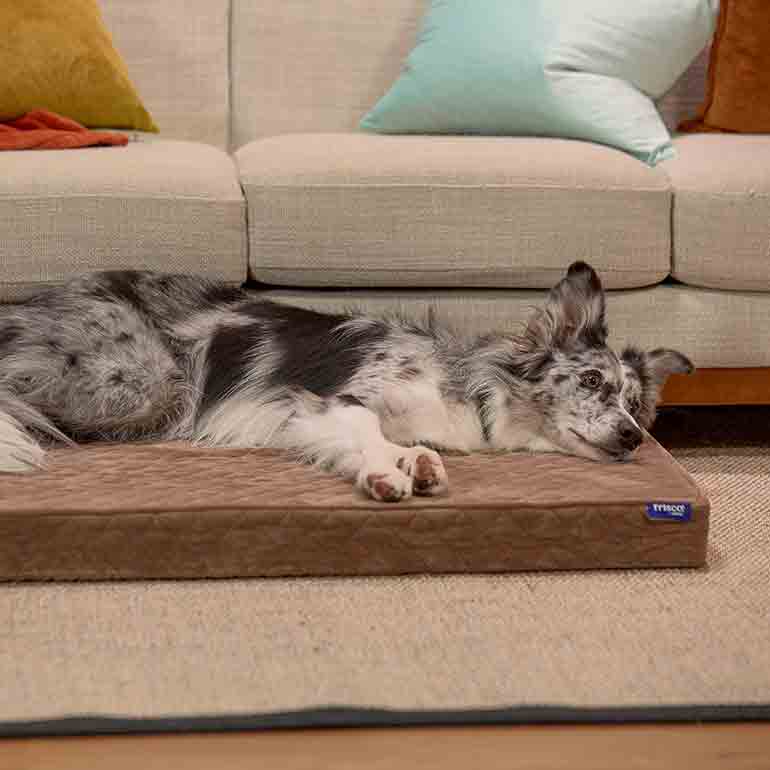 Photo of a dog laying on a dog bed