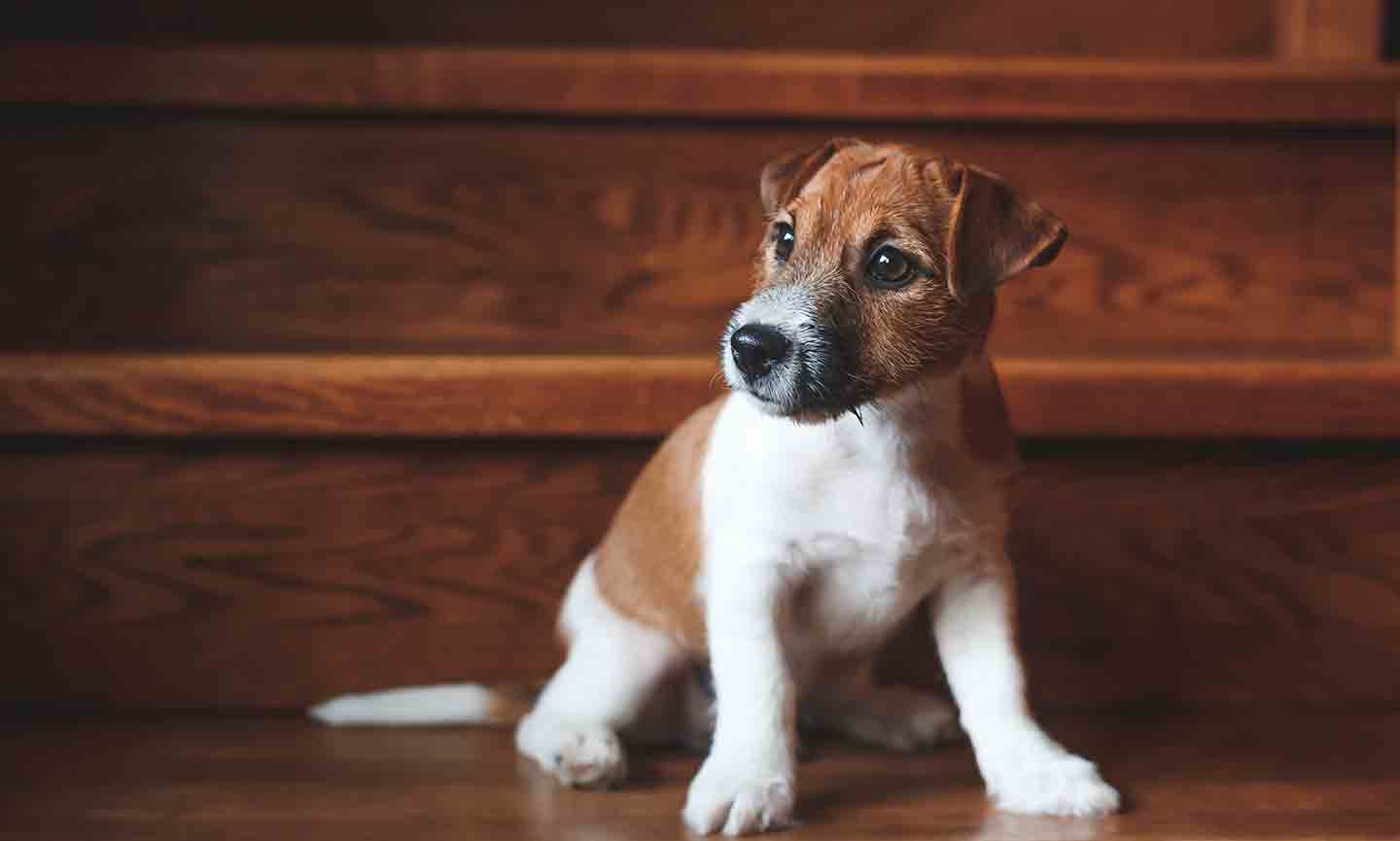 Large breed shop puppies and stairs