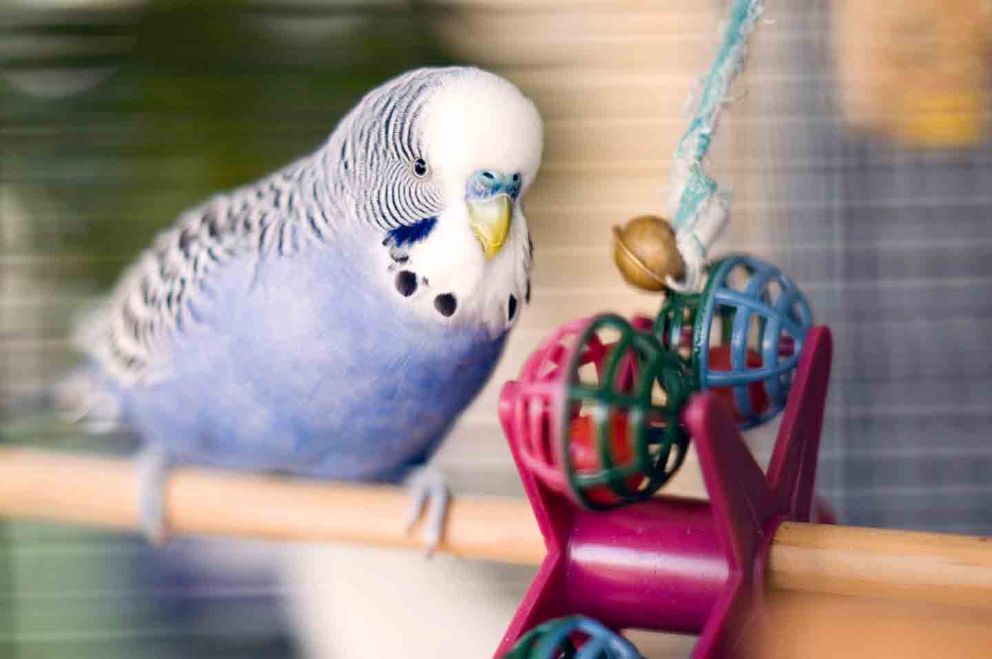 Photo of a blue parakeet on a perch beside a toy