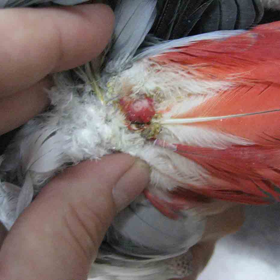 Bird Eye Problems: Signs, Causes and Treatments