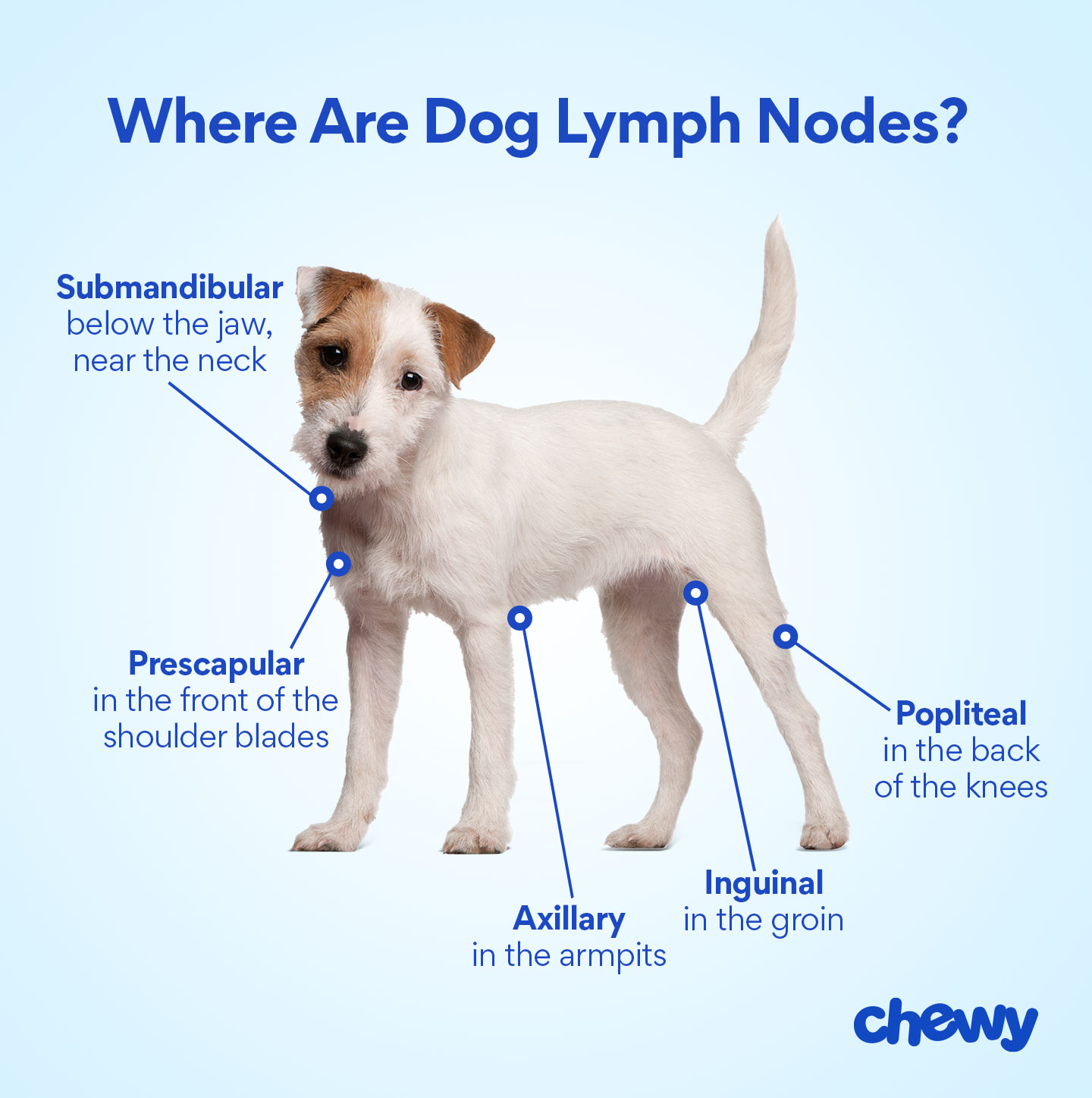 Dog Lymph Nodes Diagram