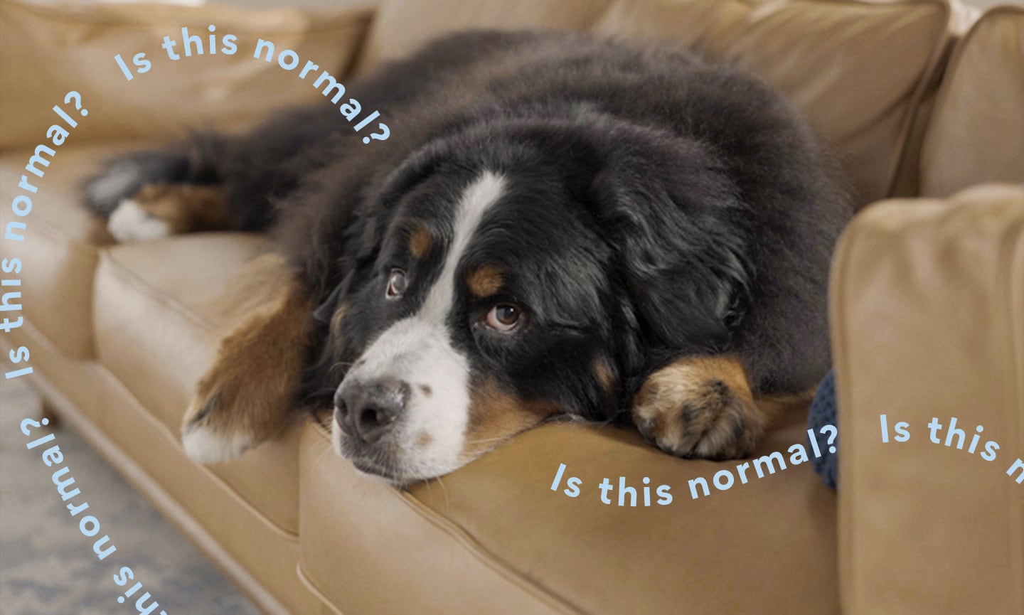 Why Do Dogs Sigh? Experts Explain BeChewy