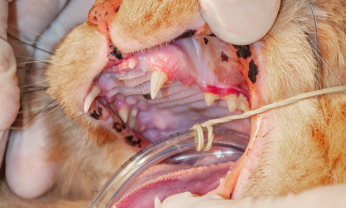 unhealthy cat teeth: cat with red inflamed gums
