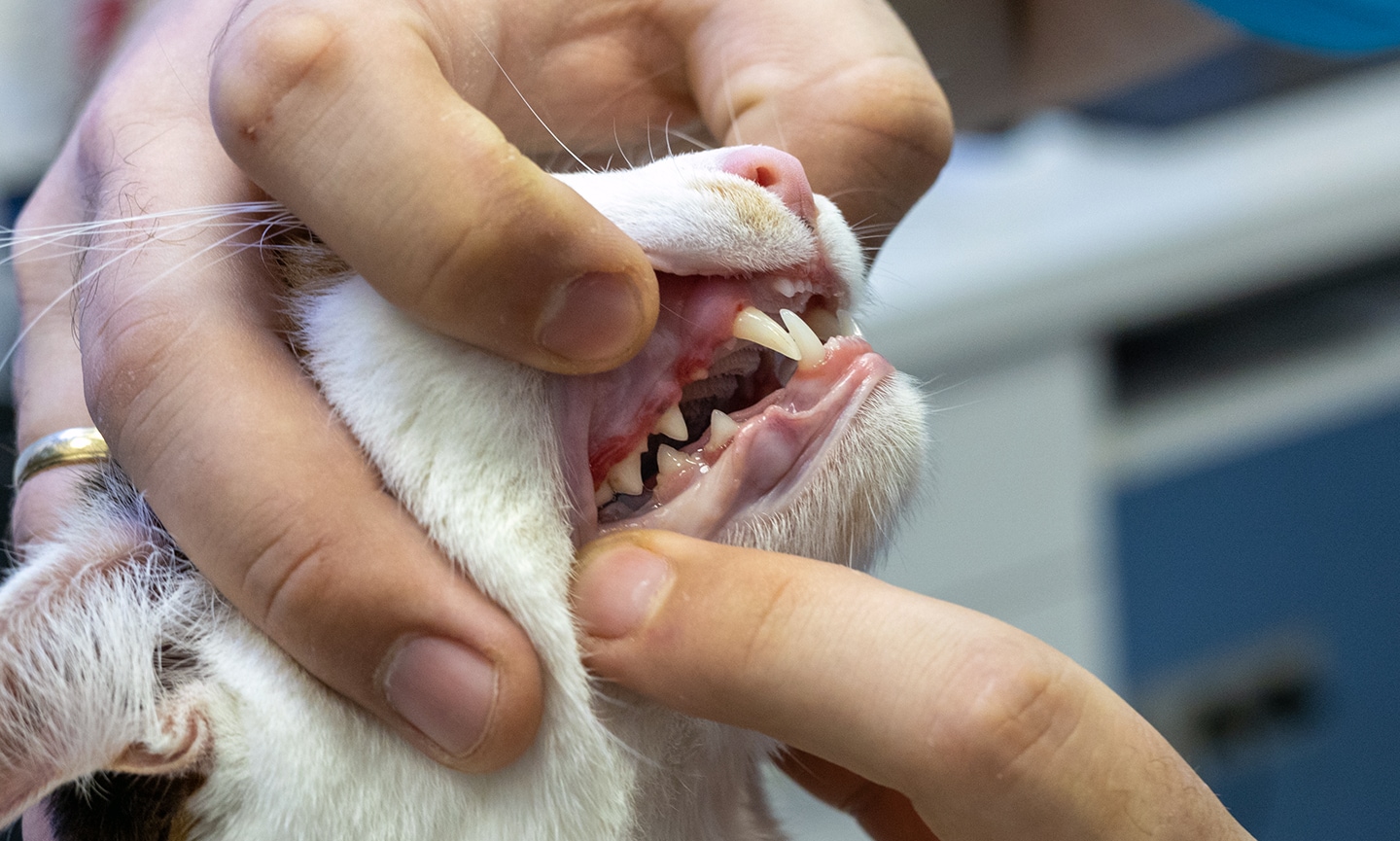 unhealthy cat teeth: cat periodontal disease