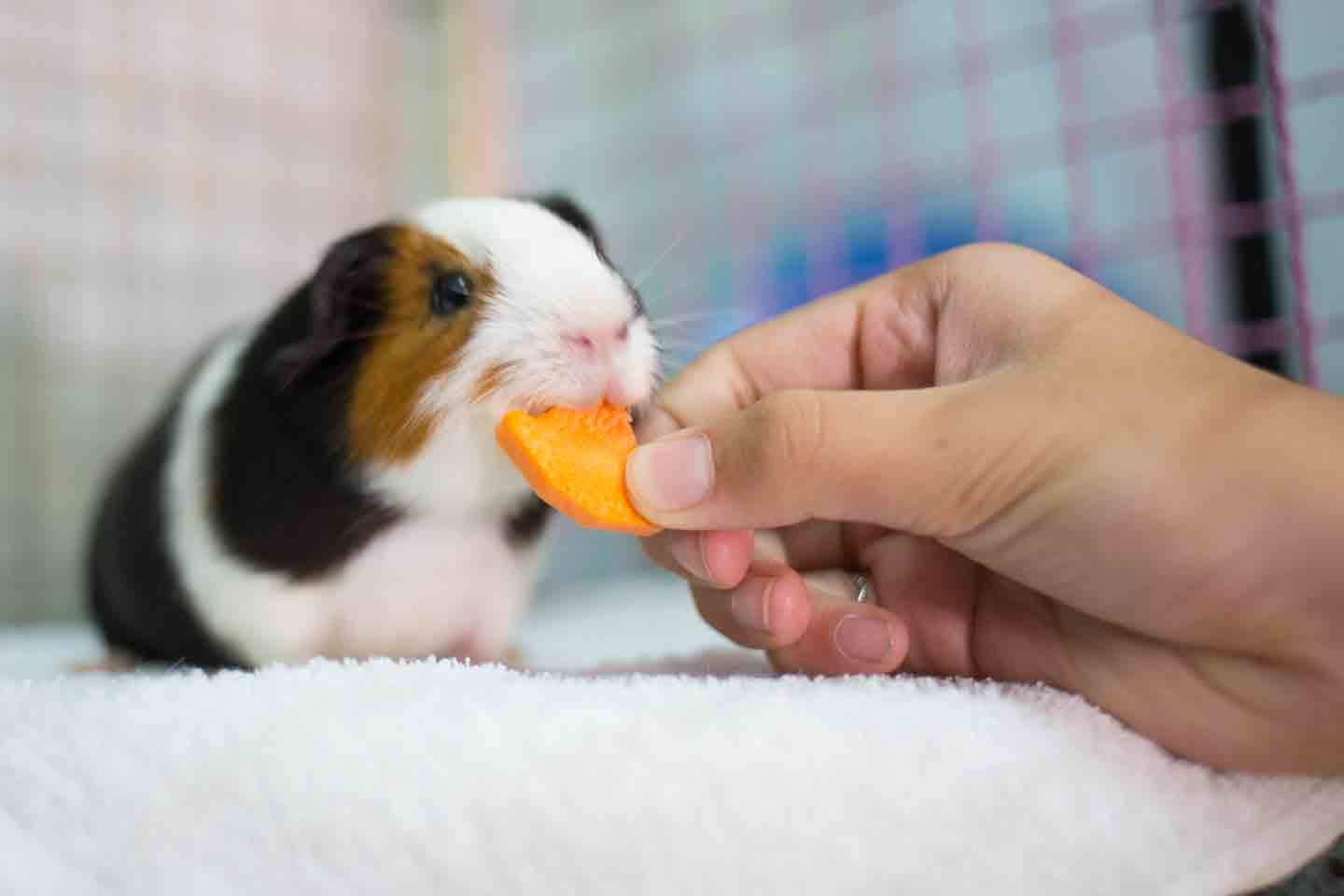 Photo of a guinea pig eating a piece of carrot