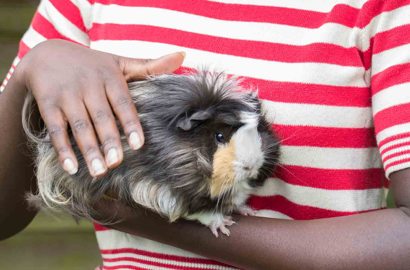 Photo of a guinea pig being held by a woman