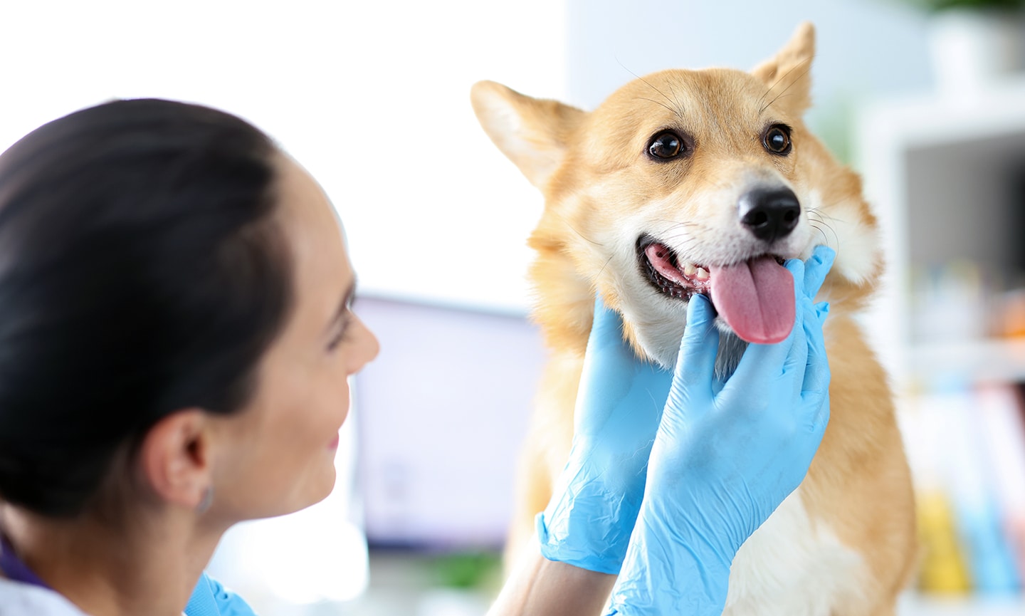 how-much-does-dog-teeth-cleaning-cost-bechewy