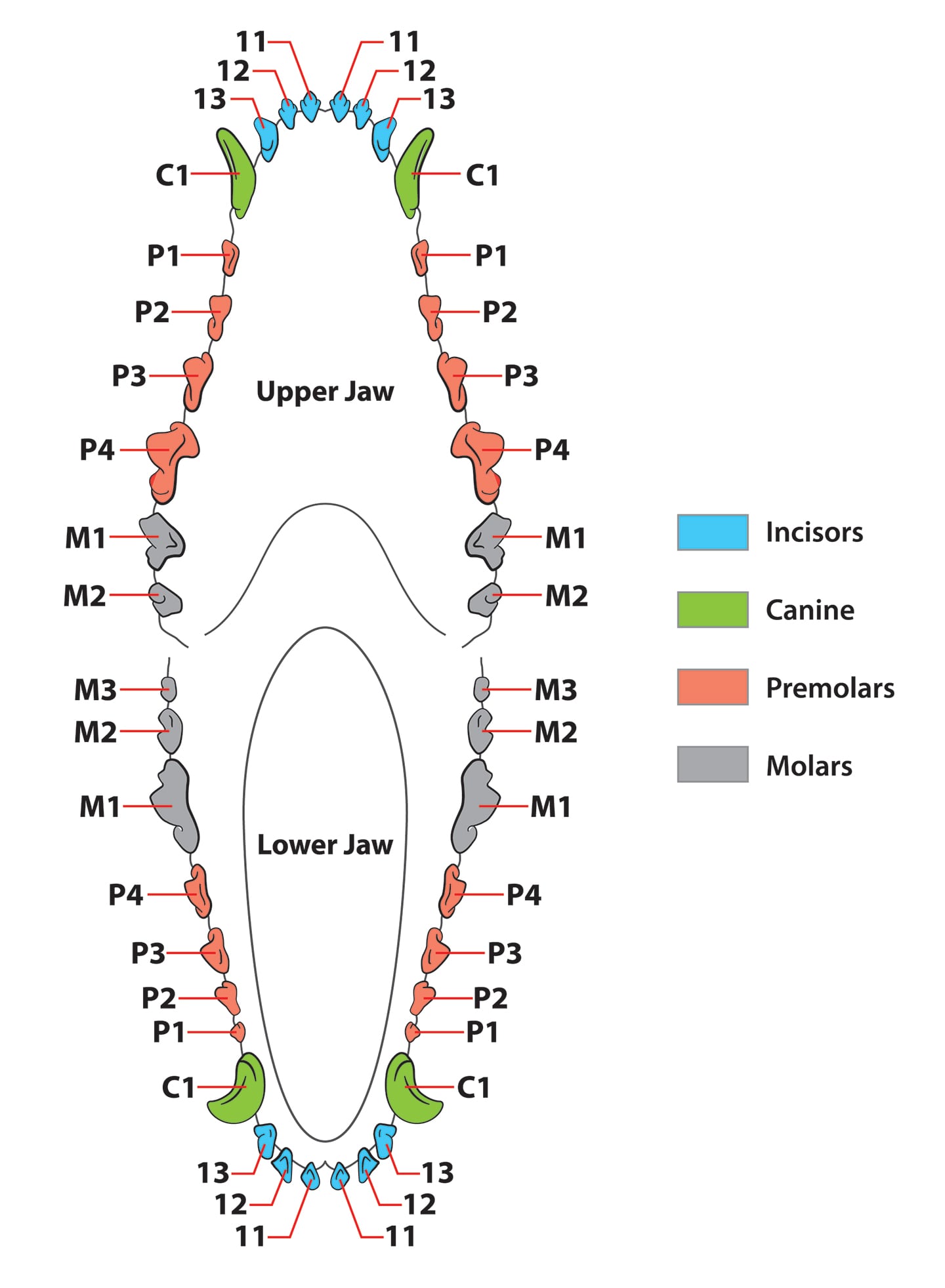 how many teeth do dogs have: dog dental chart