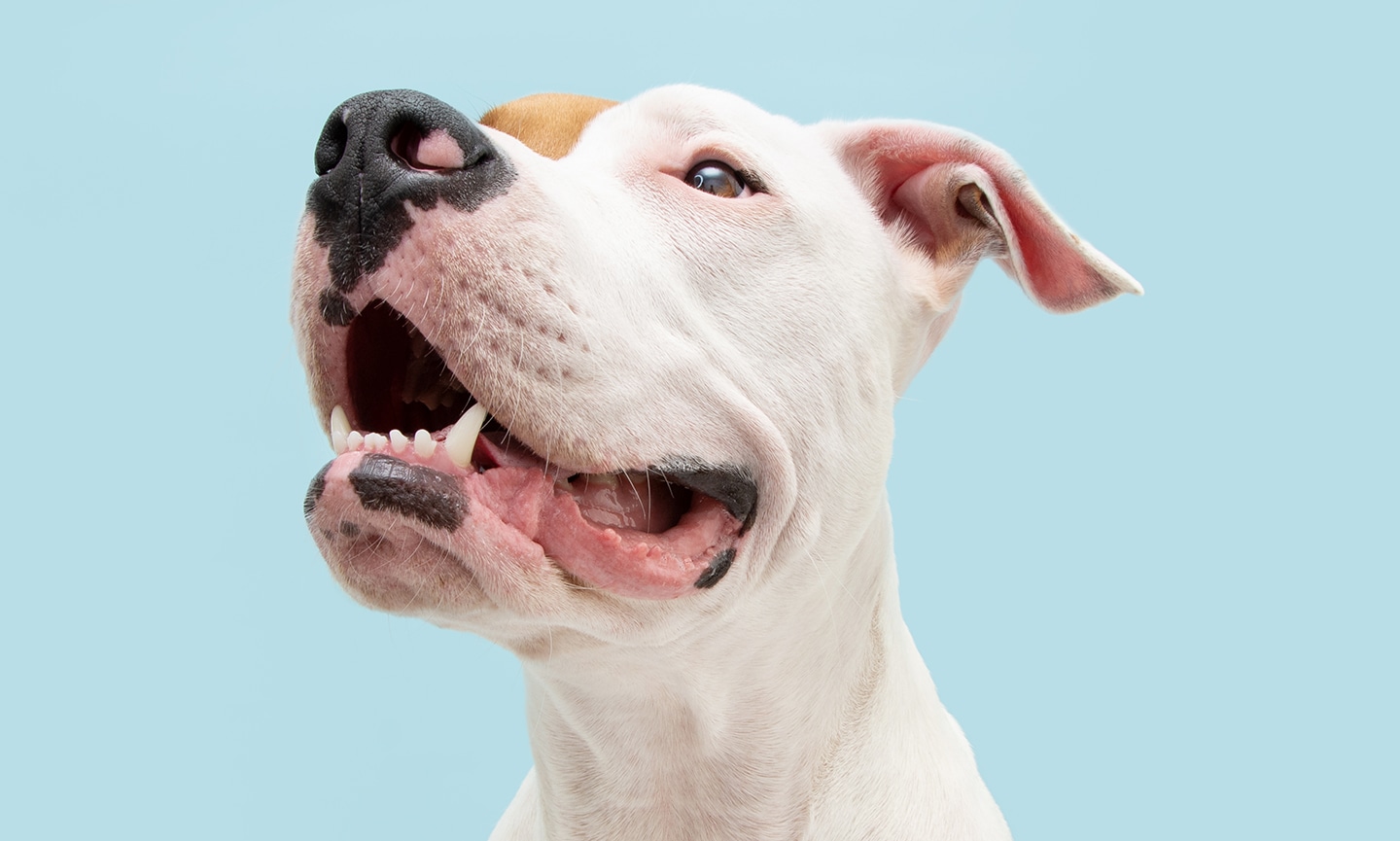 how many teeth do dogs have: portrait of american staffordshire on blue background