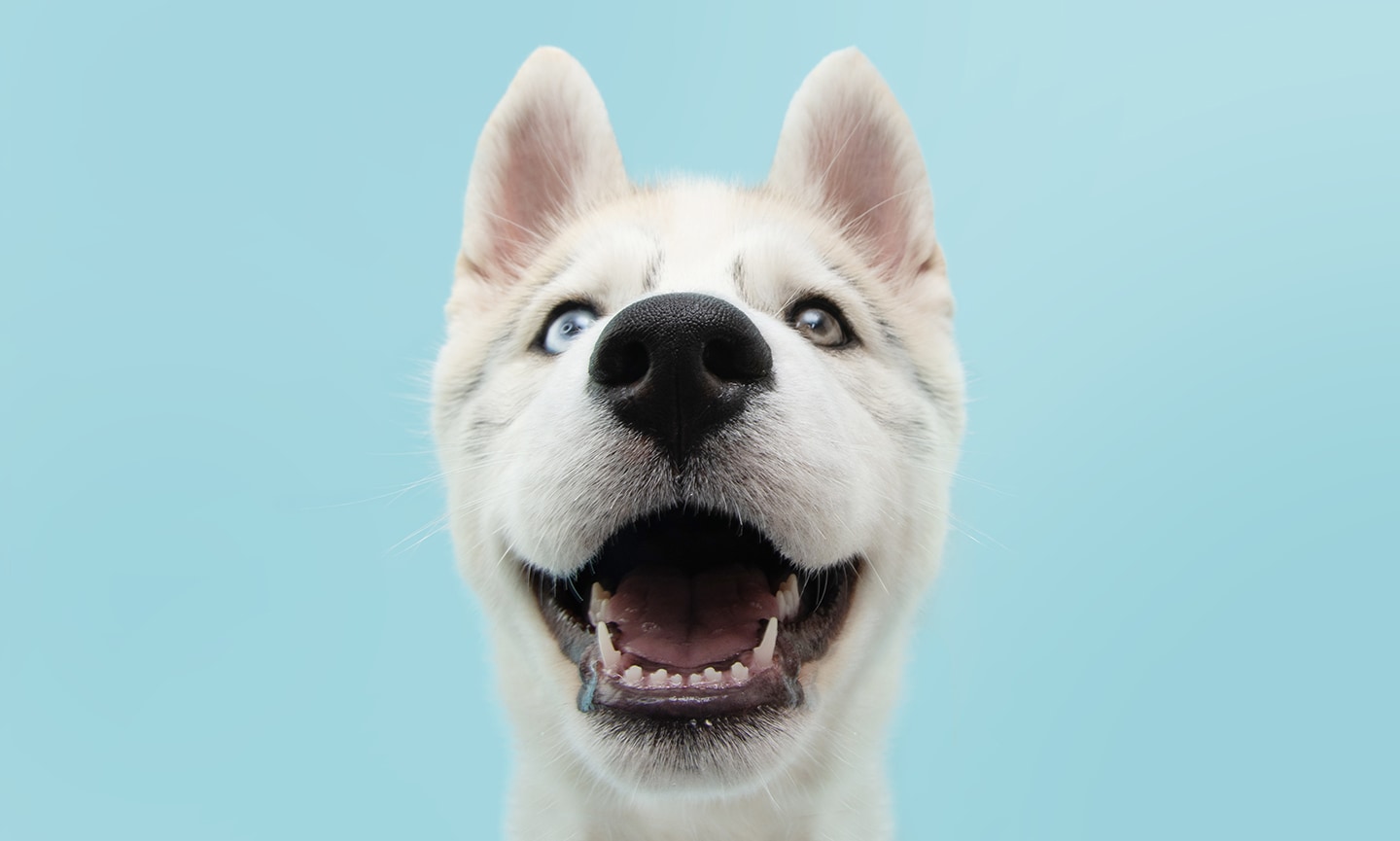 how many teeth do dogs have: portrait of husky on blue background