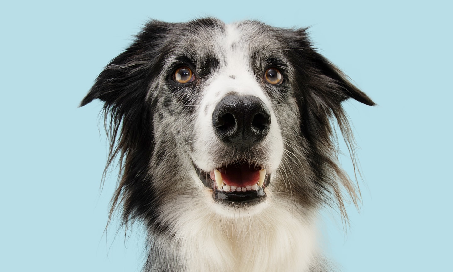 how many teeth do dogs have: portrait of border collie on blue background