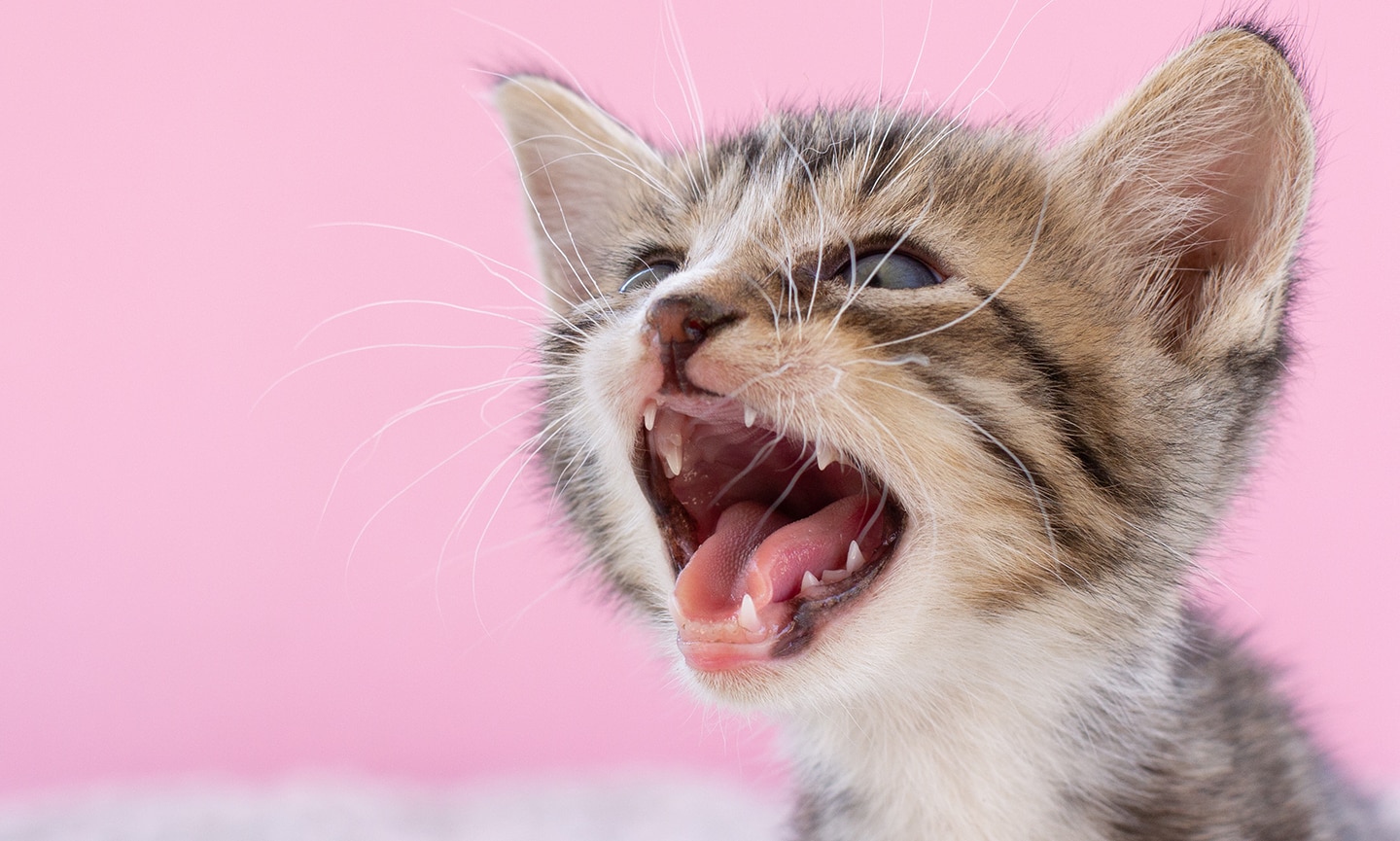 how many teeth do cats have: kitten showing teeth