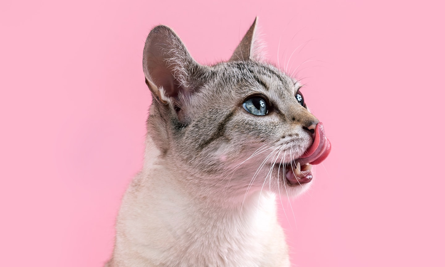 how many teeth do cats have: portrait of cat on pink background