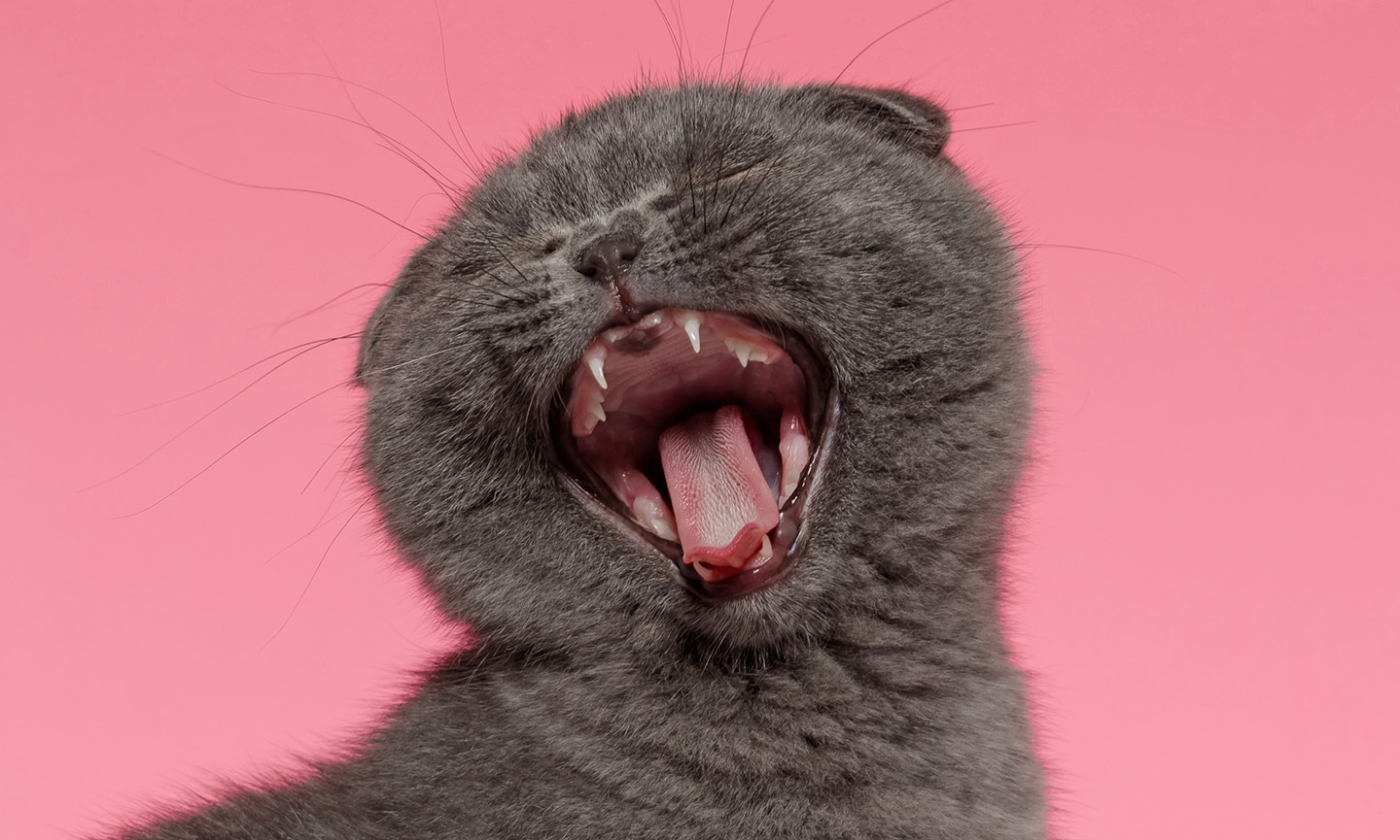 how many teeth do cats have: cat yawning pink background