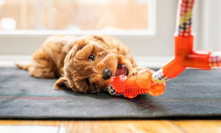 puppy teething: puppy chewing on toy