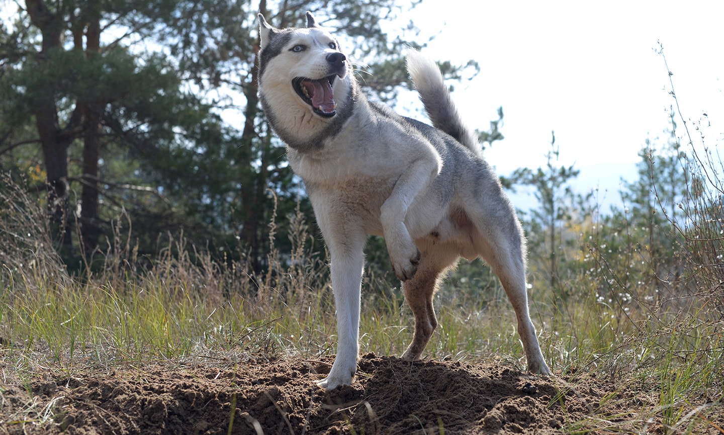 husky behavior problems - husky digging in dirt