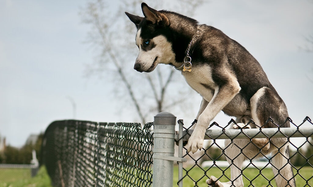 7 Reasons Why Invisible Fences Don't Work and What To Try Instead