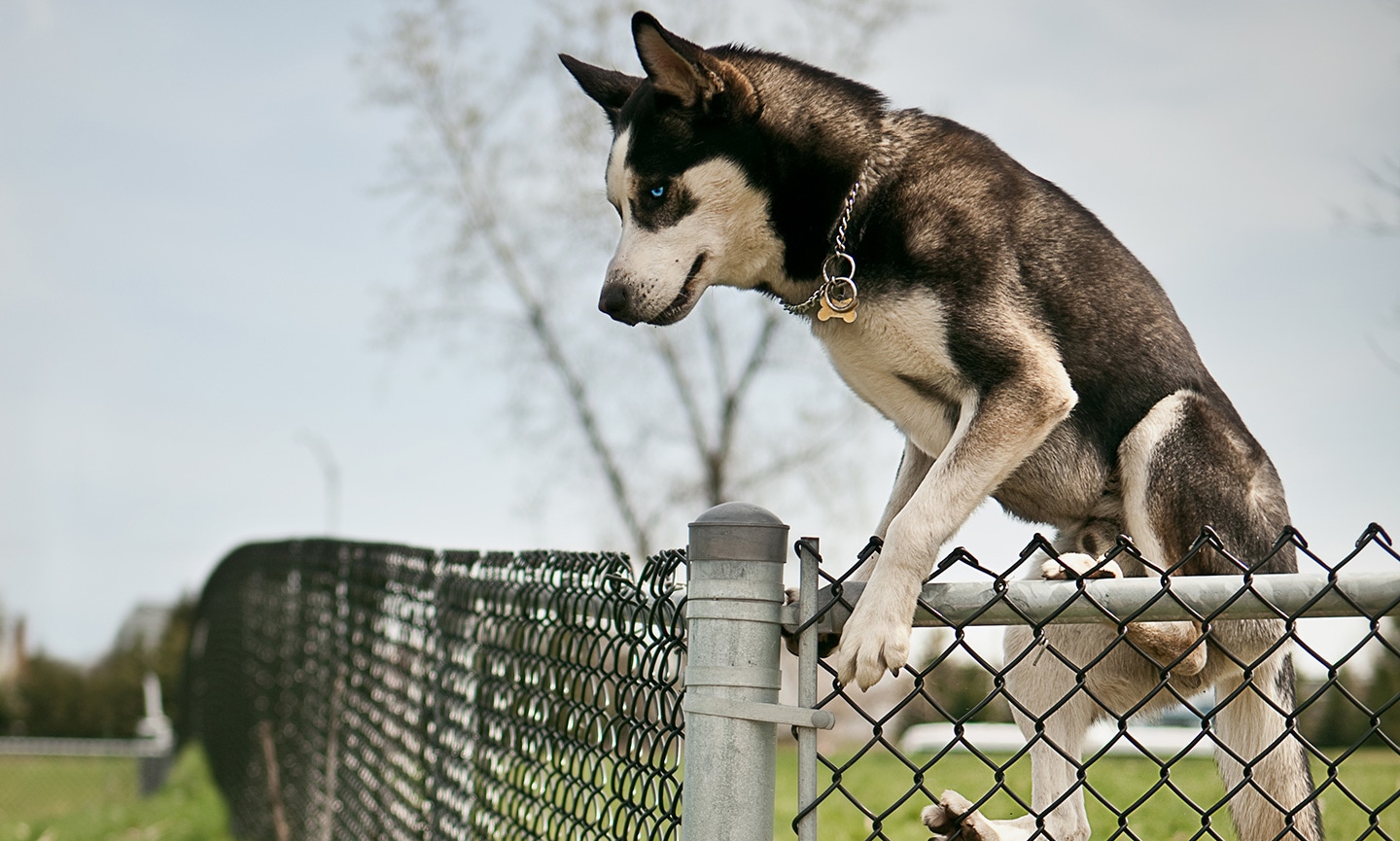 husky behavior problems - escaping over a fence