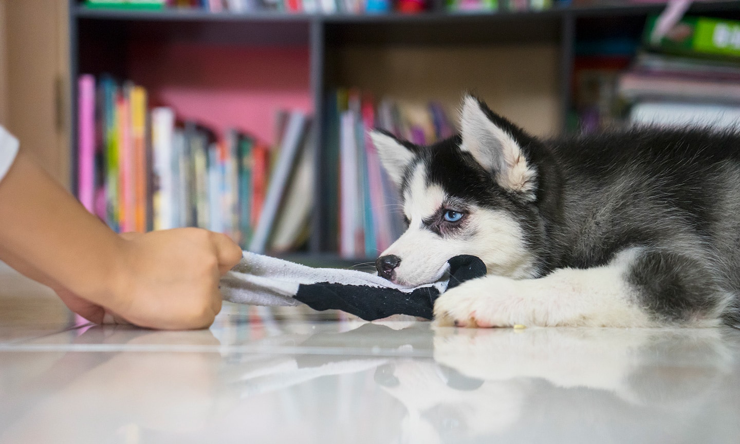 husky behavior problems - destructive chewing