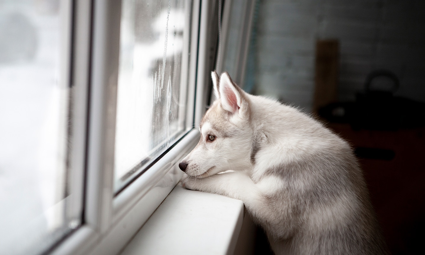 husky behavior problems - separation anxiety
